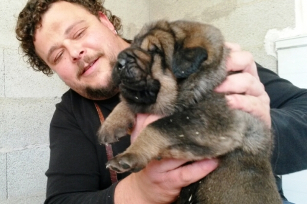 Lobo de Macicandú, 16 días
Keywords: Macicandu puppyspain cachorro