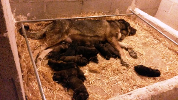 PARTO DE 11 CACHORROS
LOBA ES UNA MADRAZA DE LA QUE NOS SENTIMOS SUPER ORGULLOSOS, 
ELLA SOLA PARIÓ CACHORROS Y LOS HA SACADO A DELANTE, SANOS Y FUERTES
Keywords: Macicandu