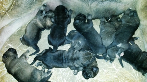 PARTO DE 11 CACHORROS 
LOBA ES UNA MADRAZA DE LA QUE NOS SENTIMOS SUPER ORGULLOSOS, 
ELLA SOLA PARIÓ CACHORROS Y LOS HA SACADO A DELANTE, SANOS Y FUERTES
Keywords: Macicandu puppyspain cachorro