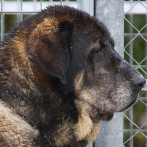 LOBA
Nøkkelord: MACICANDU head portrait cabeza