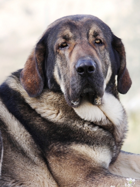 Loba -2 AÑOS-FORJANDOSE
Keywords: Macicandu