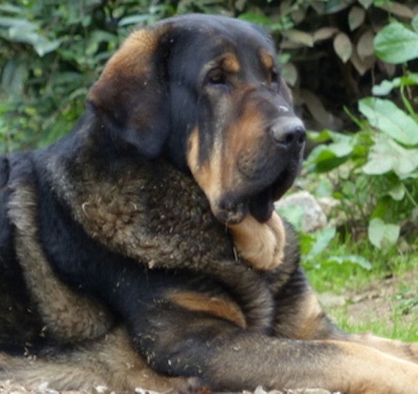 lobo de Macicandú, 3 años
Keywords: Macicandu