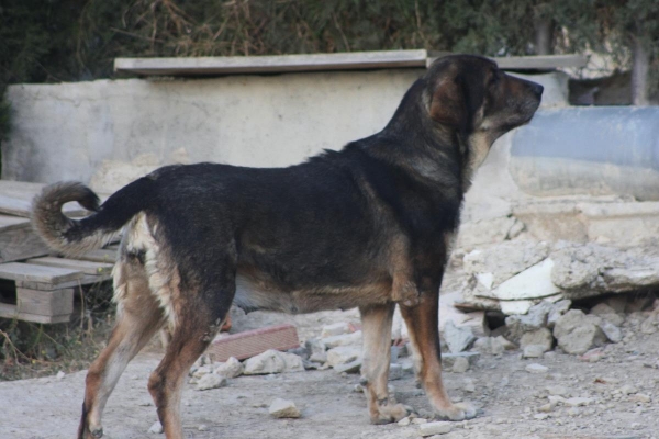 LOBA DE MACICANDÚ, 6 años
Keywords: Macicandu