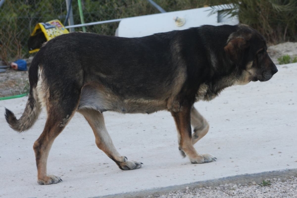 LOBA DE MACICANDÚ, 6 años
Kľúčové slová: Macicandu