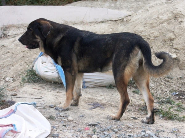 Loba. 2 años y medio
Keywords: Macicandu