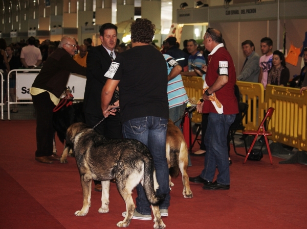 PICARO-EXC. 2º-intermedia-18 meses- internacional Torrepacho
Keywords: Macicandu