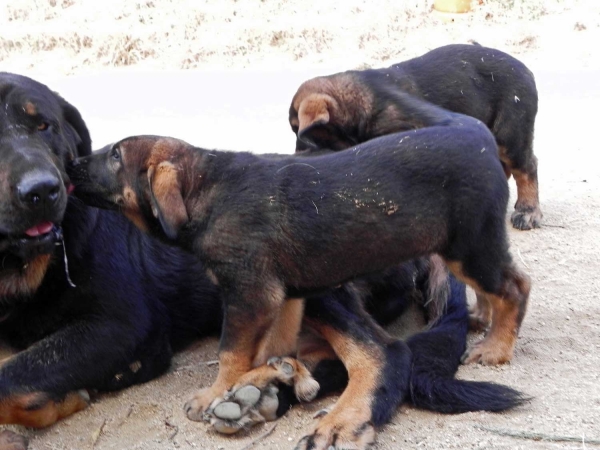Loba mes y medio
Keywords: Macicandu puppyspain cachorro