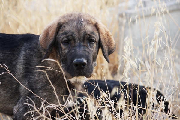 Pícaro-3 meses
Keywords: Macicandu puppyspain cachorro