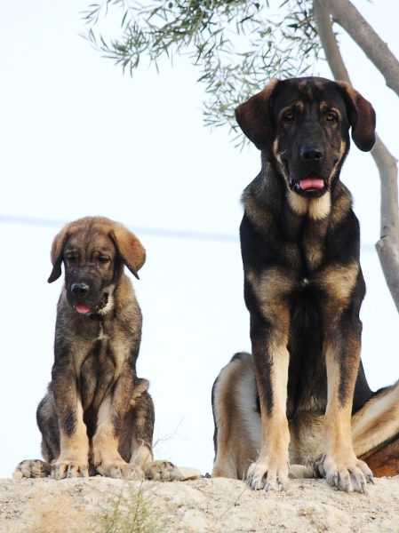 Loba y Picaro
Keywords: Macicandu