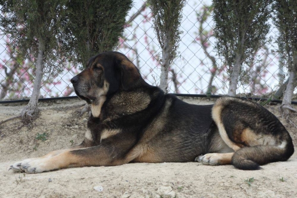 LOBA DE MACICANDÚ, 6 años
Keywords: Macicandu