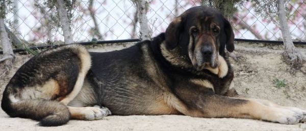 LOBA DE MACICANDÚ, 6 años
Keywords: Macicandu