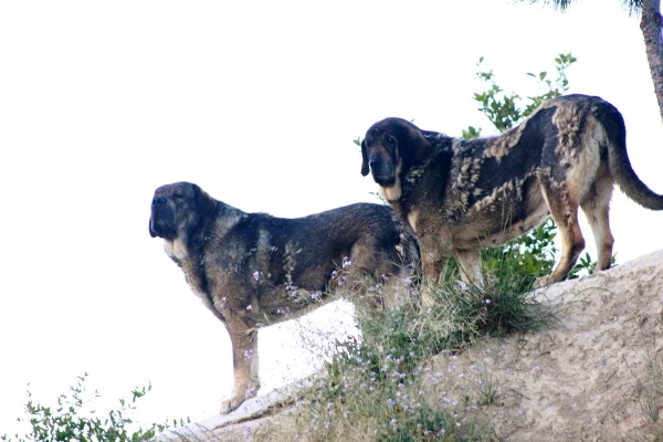 PICARO Y LOBA
Keywords: Macicandu