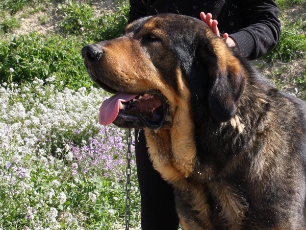 LOBO DE MACICANDÚ, 3 AÑOS 
Keywords: Macicandu