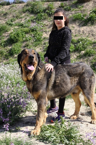 LOBO DE MACICANDÚ, 3 AÑOS
Keywords: Macicandu