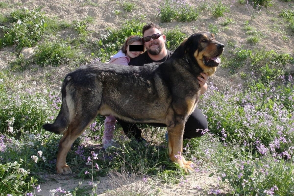 LOBO DE MACICANDÚ, 3 AÑOS
Keywords: Macicandu