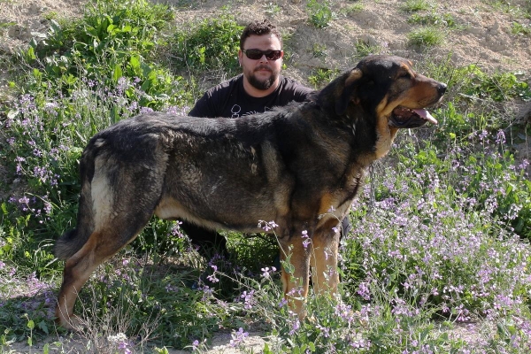 LOBO DE MACICANDÚ, 3 AÑOS
Keywords: Macicandu