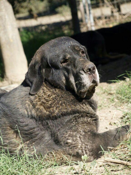 Laika de Albricias-madre de Picaro
Keywords: Macicandu