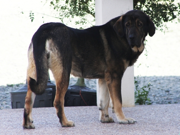 Loba-2 AÑOS Y 9 MESES 
Keywords: Macicandu