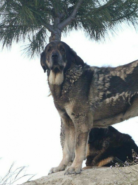 LOBA DE MACICANDÚ, 6 años
Keywords: Macicandu