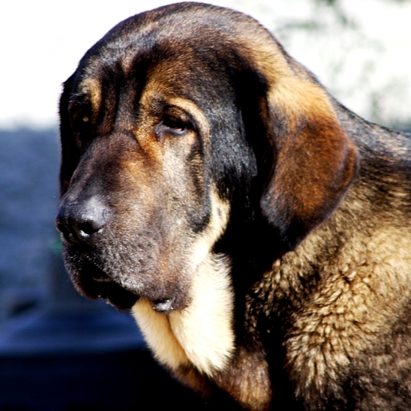 loba la bella
Keywords: Macicandu head portrait cabeza