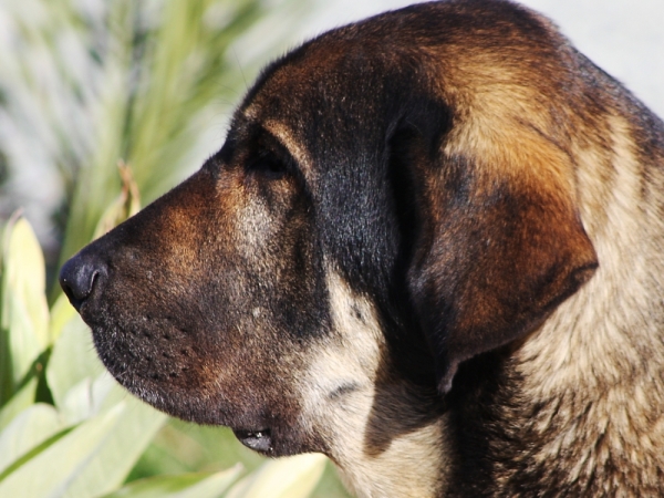 Loba perfil
Keywords: Macicandu head portrait cabeza