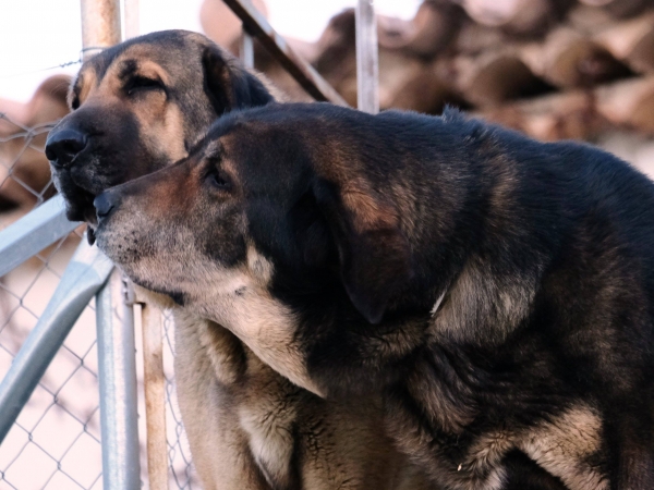 LOBA Y SABINA
Keywords: MACICANDU