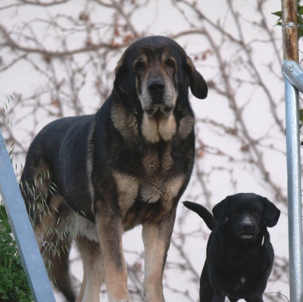 LOBA 8 AÑOS PANCHITO 11 AÑOS
Keywords: MACICANDU