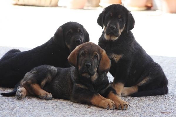 Lobo, verdugo y Aníbal
Keywords: Macicandu puppyspain cachorro