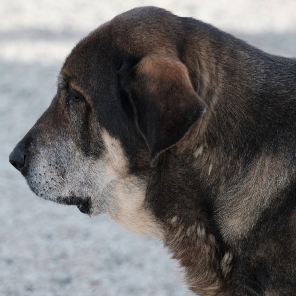 Loba 9 años y medio
Keywords: Macicandu head portrait cabeza