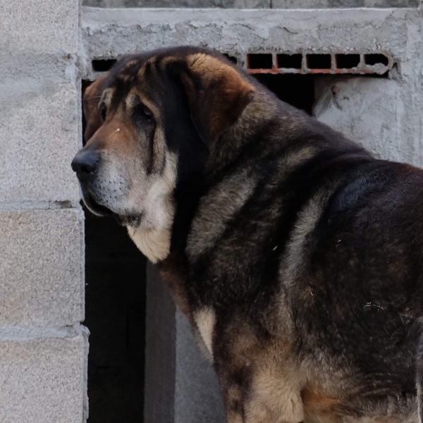 LOBA DE MACICANDU
Keywords: Macicandu head portrait cabeza