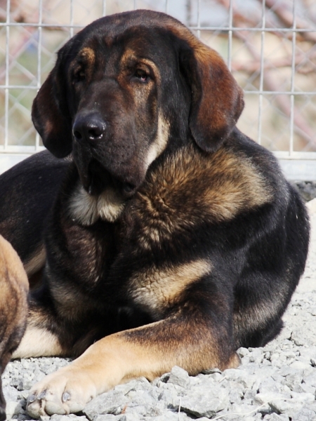 Loba -18 meses
Keywords: Macicandu