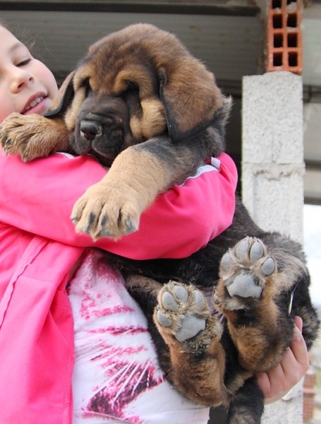 Lobo de Macicandú con 40 días
Keywords: Macicandu puppyspain cachorro