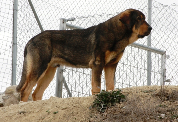 Lobo de Macicandú
Keywords: Macicandu