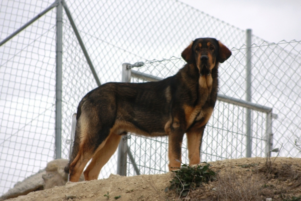 Lobo de Macicandú
Keywords: Macicandu