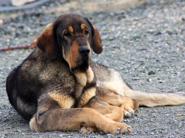 Lobo de Macicandú, 1 año
Keywords: Macicandu