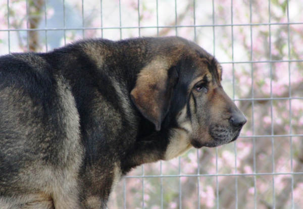 Loba, la matriarca de Mastines Macicandú
Keywords: Macicandu