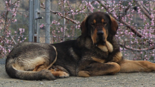 Lobo de Macicandú, 1 año
Keywords: Macicandu