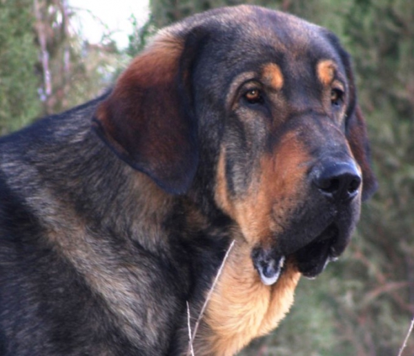 Lobo de Macicandú, 15 meses
Keywords: Macicandu head portrait cabeza