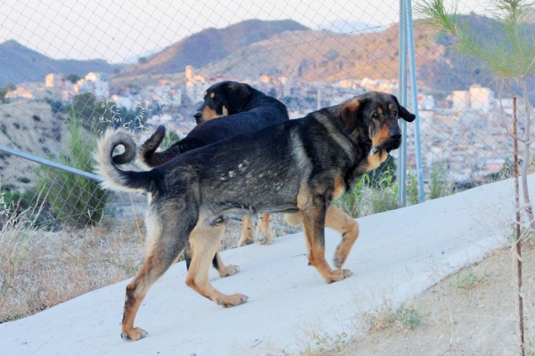 Lobo de Macicandú, 15 meses
Keywords: Macicandu