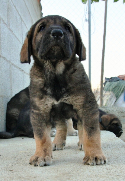 Titán de Macicandú
Keywords: Macicandu puppyspain cachorro