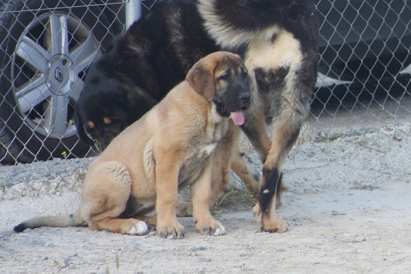 SABINA 3 MESES
Keywords: Macicandu puppyspain cachorro