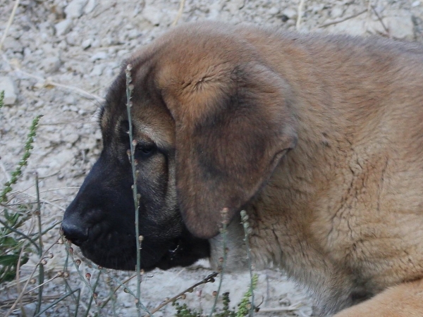 SABINA DANCA COTUFA 
Keywords: MACICANDU puppyspain cachorro