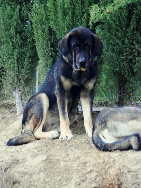 Loba, 3 años y medio
Keywords: Macicandu