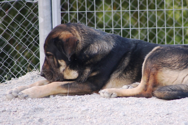 Loba, 3 años y medio
Keywords: Macicandu