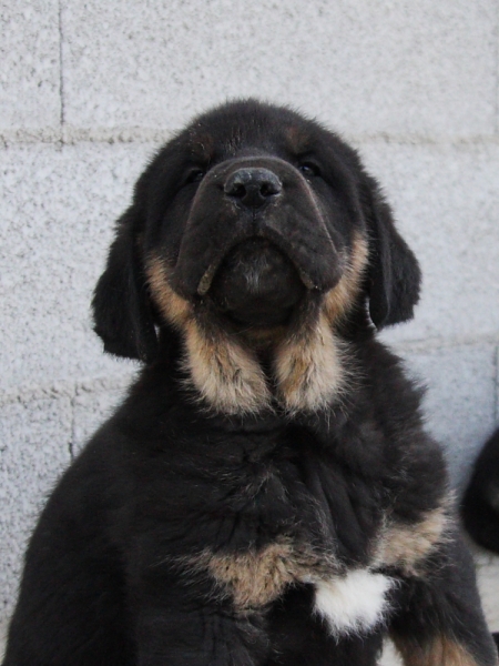 Aníbal de Macicandú con 40 días
Trefwoorden: Macicandu puppyspain cachorro