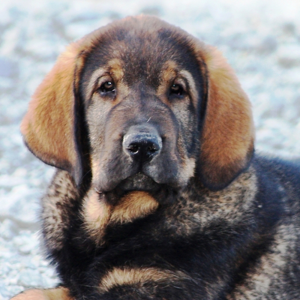 Lobo de Macicandú
Keywords: Macicandu puppyspain cachorro head portrait cabeza