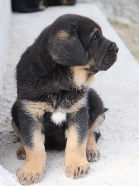 Verdugo de Macicandú con 40 días
Keywords: Macicandu puppyspain cachorro