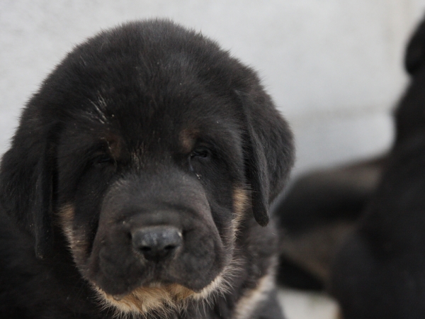 Aníbal de Macicandú con 40 días
Keywords: Macicandu puppyspain cachorro