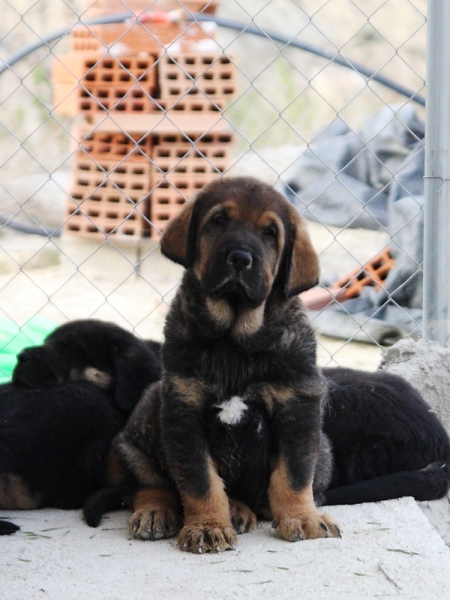 Lobo de Macicandú con 40 días
Keywords: Macicandu puppyspain cachorro