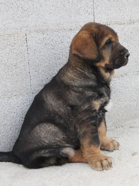 Lobo de Macicandú con 40 días
Keywords: Macicandu puppyspain cachorro